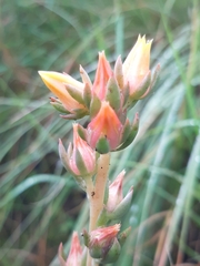 Echeveria paniculata