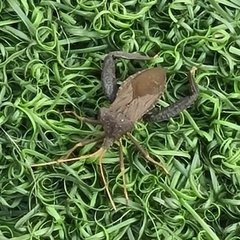Acanthocephala