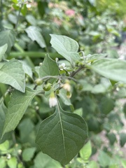 Solanum nigrum