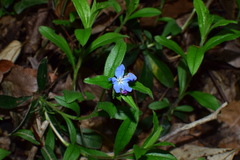 Aegonychon zollingeri