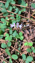 Lespedeza procumbens