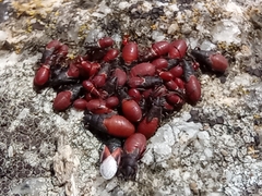 Oxycarenus lavaterae