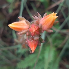 Echeveria paniculata