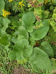 Arctium lappa