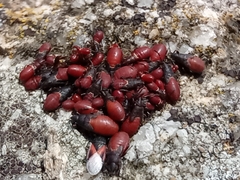 Oxycarenus lavaterae