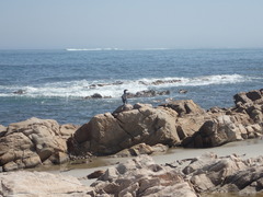 Phalacrocorax capensis