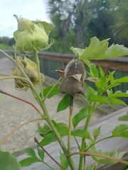 Hibiscus grandiflorus