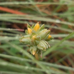 Echeveria paniculata