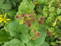 Arctium lappa