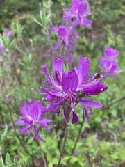 Rhododendron canadense