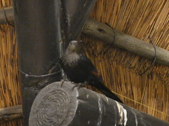 Onychognathus morio morio