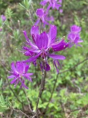 Rhododendron canadense