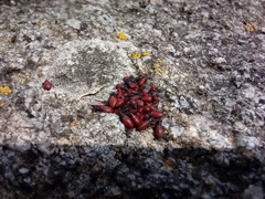 Oxycarenus lavaterae