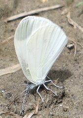 Pieris rapae