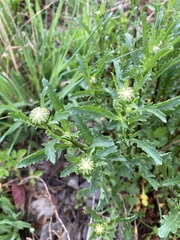 Leucanthemum vulgare