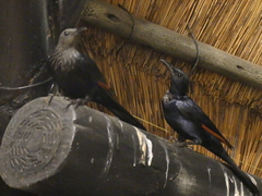 Onychognathus morio morio