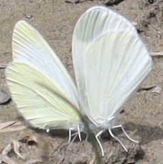 Pieris rapae