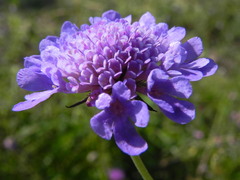 Scabiosa columbaria