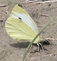Pieris rapae