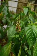 Justicia latiflora
