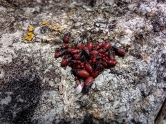 Oxycarenus lavaterae