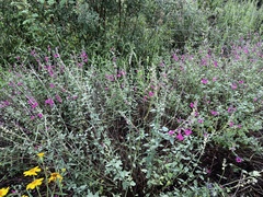Salvia lemmonii