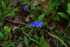 Aegonychon zollingeri