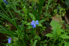Aegonychon zollingeri