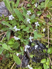 Viola macloskeyi