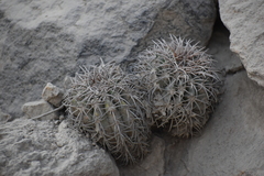 Melocactus peruvianus