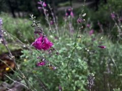 Salvia lemmonii