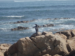 Phalacrocorax capensis