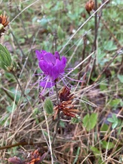 Rhododendron canadense