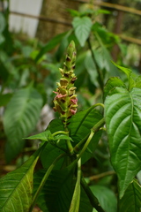 Justicia latiflora