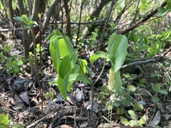 Uvularia sessilifolia
