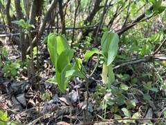 Uvularia sessilifolia