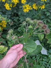 Arctium lappa