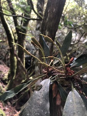 Rhododendron formosanum