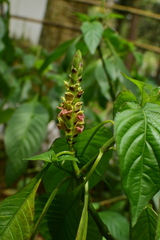 Justicia latiflora