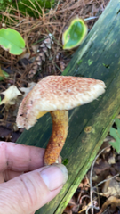 Suillus spraguei