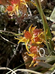 Sedum lanceolatum