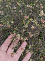 Diosma fallax