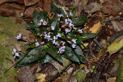 Viola violacea
