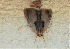 Catocala ultronia
