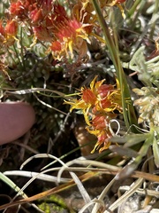 Sedum lanceolatum