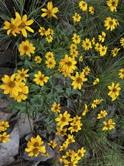 Heliopsis parvifolia
