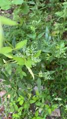 Eupatorium serotinum