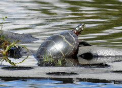 Chrysemys picta picta