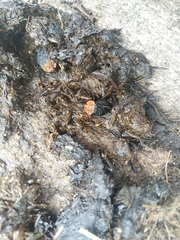 Oiceoptoma thoracicum