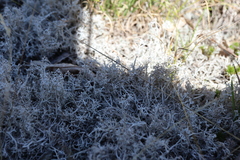 Cladonia rangiferina
